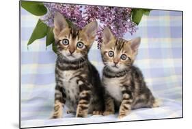 Brown Marble Blue-Eyed Bengal Kittens-null-Mounted Photographic Print