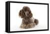 Brown Miniature Poodle Lying Down-null-Framed Stretched Canvas