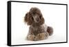 Brown Miniature Poodle Lying Down-null-Framed Stretched Canvas
