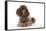 Brown Miniature Poodle Lying Down-null-Framed Stretched Canvas