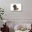 Brown Miniature Poodle Lying Down-null-Stretched Canvas displayed on a wall