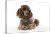 Brown Miniature Poodle Lying Down-null-Stretched Canvas