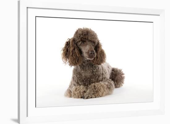 Brown Miniature Poodle Lying Down-null-Framed Photographic Print