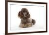 Brown Miniature Poodle Lying Down-null-Framed Photographic Print