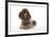 Brown Miniature Poodle Lying Down-null-Framed Photographic Print