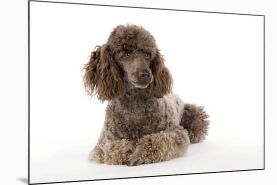 Brown Miniature Poodle Lying Down-null-Mounted Photographic Print