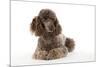 Brown Miniature Poodle Lying Down-null-Mounted Photographic Print