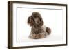 Brown Miniature Poodle Lying Down-null-Framed Photographic Print