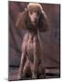 Brown Miniature Poodle Studio Portrait with Full Ears But Most of Its Hair Clipped-Adriano Bacchella-Mounted Photographic Print