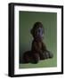 Brown Monkey on Green, 2016,-Peter Jones-Framed Giclee Print