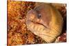 Brown moray eel, Santa Maria Island, Azores, Portugal-Franco Banfi-Stretched Canvas