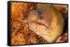 Brown moray eel, Santa Maria Island, Azores, Portugal-Franco Banfi-Framed Stretched Canvas