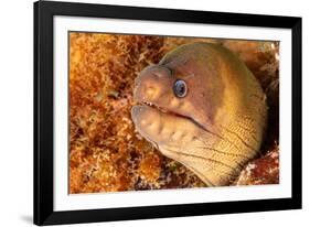 Brown moray eel, Santa Maria Island, Azores, Portugal-Franco Banfi-Framed Photographic Print