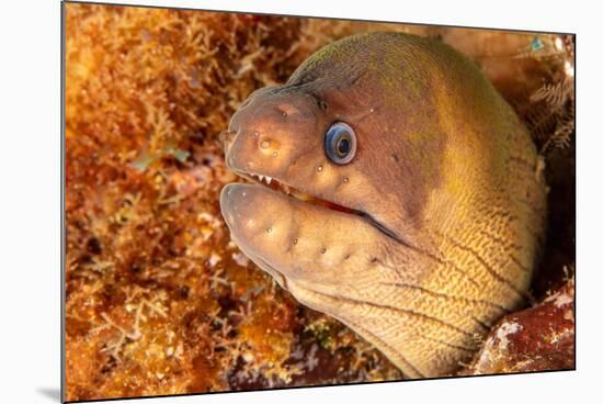 Brown moray eel, Santa Maria Island, Azores, Portugal-Franco Banfi-Mounted Photographic Print