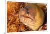 Brown moray eel, Santa Maria Island, Azores, Portugal-Franco Banfi-Framed Photographic Print