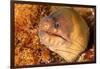 Brown moray eel, Santa Maria Island, Azores, Portugal-Franco Banfi-Framed Photographic Print