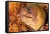 Brown moray eel, Santa Maria Island, Azores, Portugal-Franco Banfi-Framed Stretched Canvas