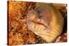 Brown moray eel, Santa Maria Island, Azores, Portugal-Franco Banfi-Stretched Canvas