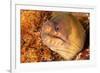 Brown moray eel, Santa Maria Island, Azores, Portugal-Franco Banfi-Framed Photographic Print