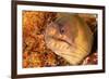 Brown moray eel, Santa Maria Island, Azores, Portugal-Franco Banfi-Framed Photographic Print