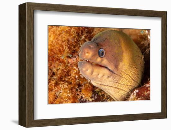 Brown moray eel, Santa Maria Island, Azores, Portugal-Franco Banfi-Framed Photographic Print