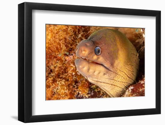 Brown moray eel, Santa Maria Island, Azores, Portugal-Franco Banfi-Framed Photographic Print