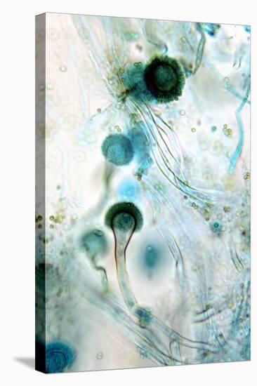 Brown Mould Fungus, Light Micrograph-Dr. Keith Wheeler-Stretched Canvas