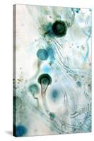 Brown Mould Fungus, Light Micrograph-Dr. Keith Wheeler-Stretched Canvas