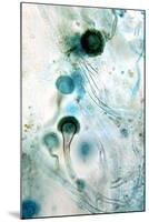 Brown Mould Fungus, Light Micrograph-Dr. Keith Wheeler-Mounted Photographic Print