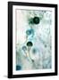 Brown Mould Fungus, Light Micrograph-Dr. Keith Wheeler-Framed Photographic Print