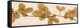 Brown Myrtle Moments-Albert Koetsier-Framed Stretched Canvas