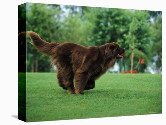 Brown Newfoundland Dog Running-Adriano Bacchella-Stretched Canvas