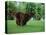 Brown Newfoundland Dog Running-Adriano Bacchella-Stretched Canvas