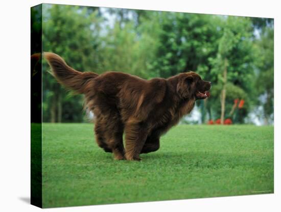 Brown Newfoundland Dog Running-Adriano Bacchella-Stretched Canvas