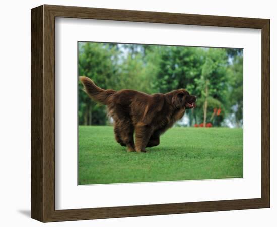 Brown Newfoundland Dog Running-Adriano Bacchella-Framed Premium Photographic Print