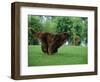 Brown Newfoundland Dog Running-Adriano Bacchella-Framed Premium Photographic Print