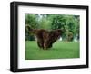 Brown Newfoundland Dog Running-Adriano Bacchella-Framed Premium Photographic Print