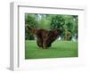 Brown Newfoundland Dog Running-Adriano Bacchella-Framed Premium Photographic Print