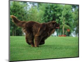 Brown Newfoundland Dog Running-Adriano Bacchella-Mounted Premium Photographic Print