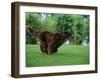 Brown Newfoundland Dog Running-Adriano Bacchella-Framed Photographic Print