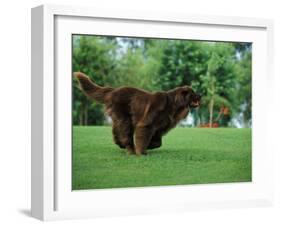 Brown Newfoundland Dog Running-Adriano Bacchella-Framed Photographic Print