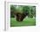 Brown Newfoundland Dog Running-Adriano Bacchella-Framed Photographic Print