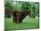 Brown Newfoundland Dog Running-Adriano Bacchella-Mounted Photographic Print