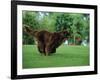 Brown Newfoundland Dog Running-Adriano Bacchella-Framed Photographic Print