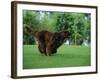 Brown Newfoundland Dog Running-Adriano Bacchella-Framed Photographic Print