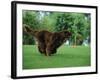 Brown Newfoundland Dog Running-Adriano Bacchella-Framed Photographic Print