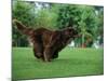 Brown Newfoundland Dog Running-Adriano Bacchella-Mounted Photographic Print