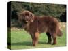 Brown Newfoundland Portrait-Adriano Bacchella-Stretched Canvas