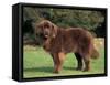 Brown Newfoundland Portrait-Adriano Bacchella-Framed Stretched Canvas