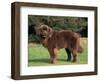 Brown Newfoundland Portrait-Adriano Bacchella-Framed Premium Photographic Print